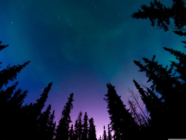 Звездное небо на фоне леса