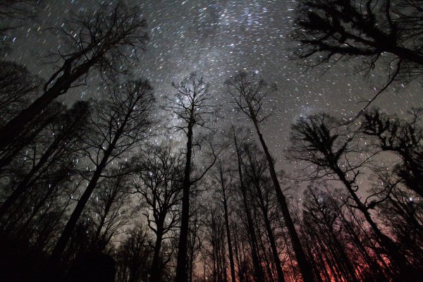 Ночное озеро в лесу