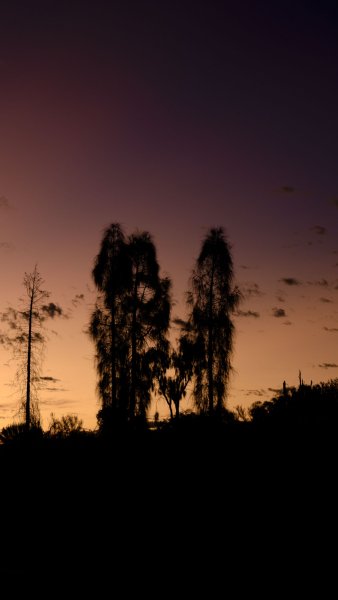 Вороны кружат