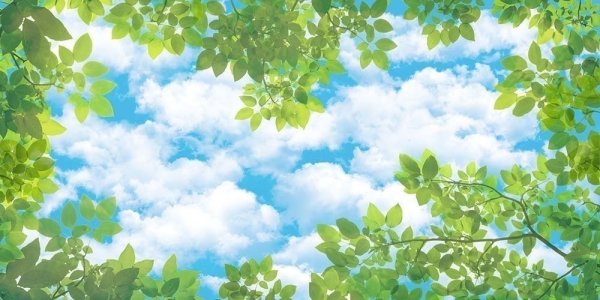 Листья на фоне неба