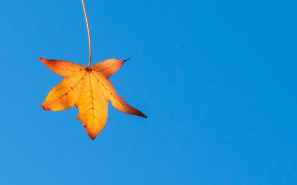 Осенние листья на фоне неба