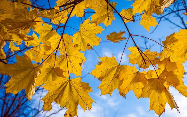 Осеннее небо