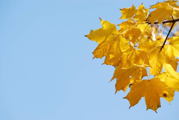 Березы небо