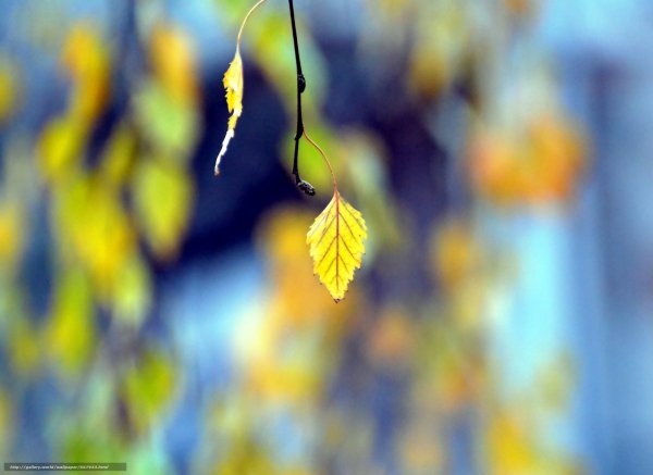 Фон осень небо