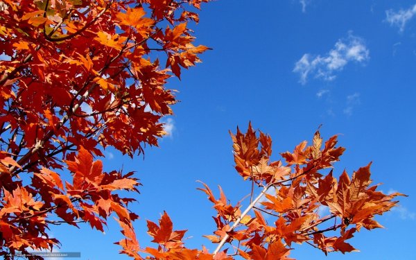 Желтый фон листва небо