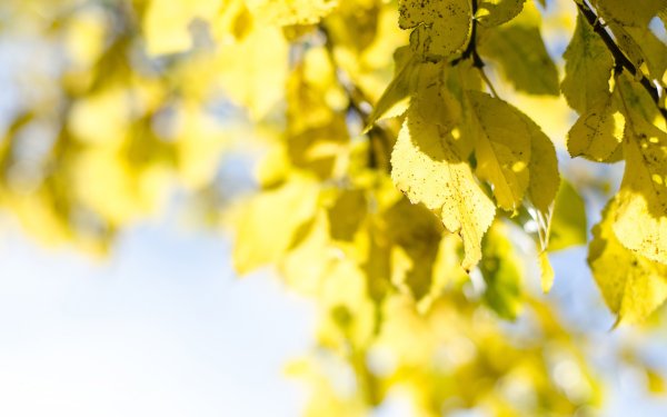 Небо сквозь листья деревьев