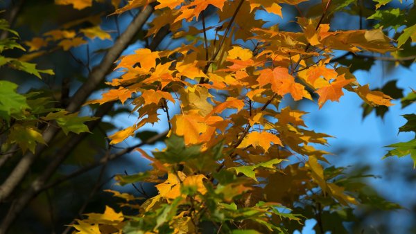 Падающие осенние листья