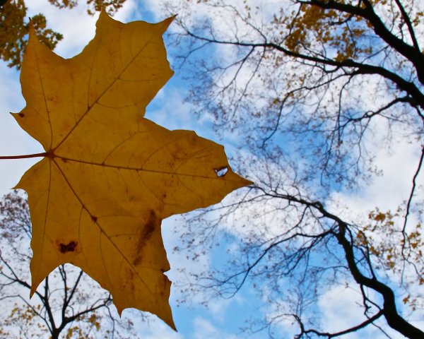Осенние листья на голубом небе
