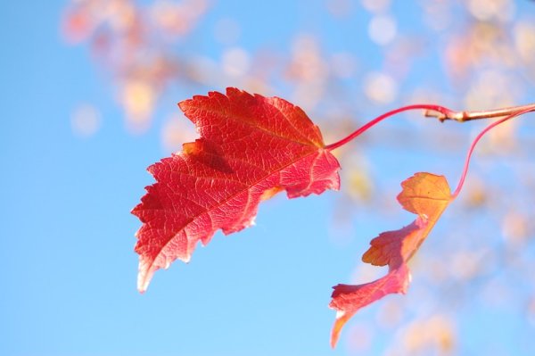 Ветка осеннего дерева