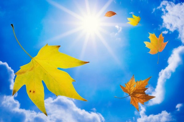 Листья золотые