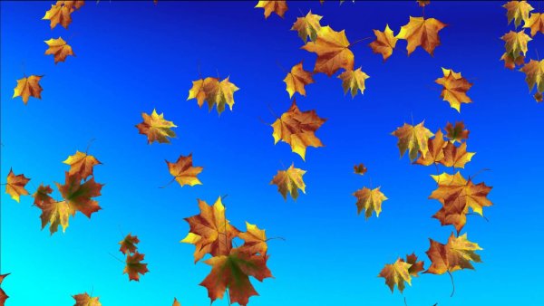 Осенние листья на голубом небе
