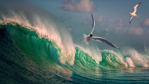 Море волны птицы