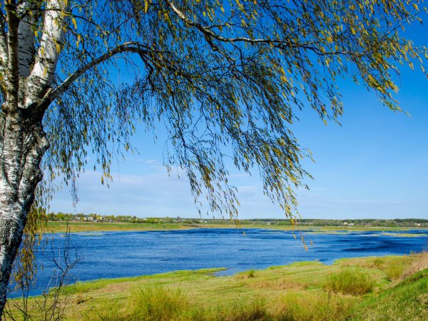 Река Волга природа береза