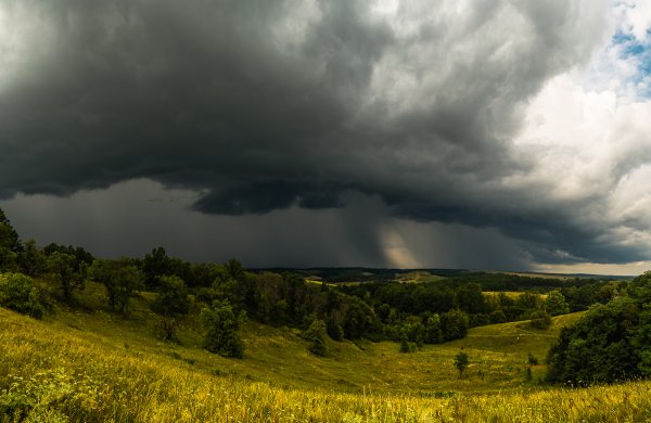 Лес перед грозой