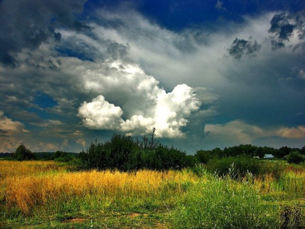 Пасмурное поле