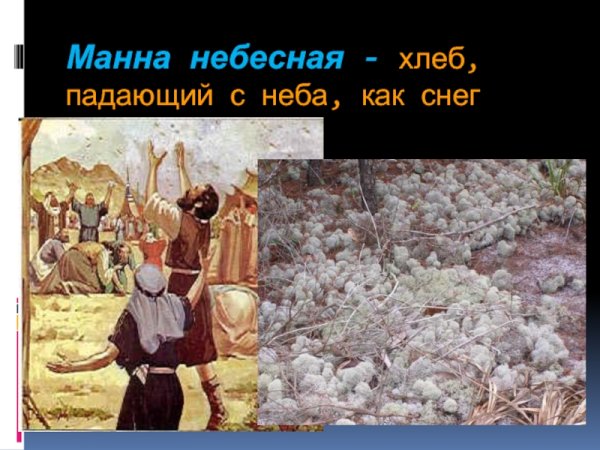 Моисей и Манна Небесная