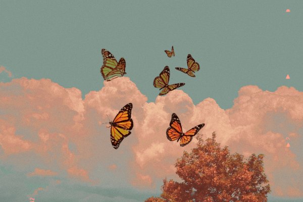 Бабочки Эстетика