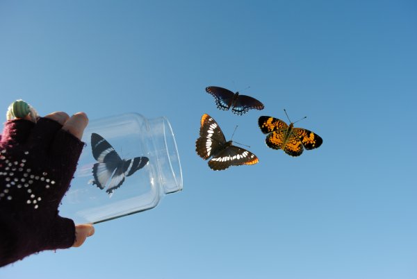Бабочки в небе