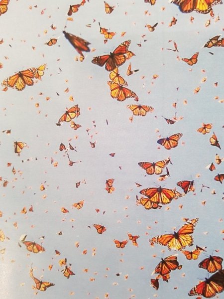 Бабочки летают