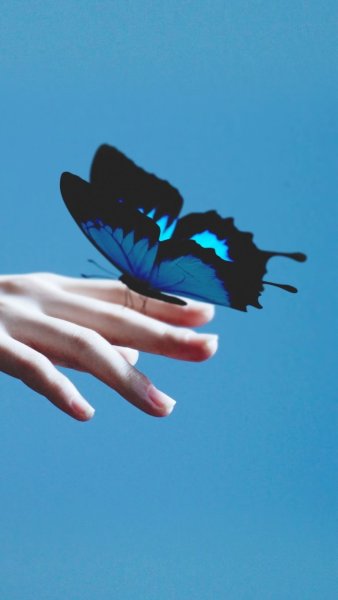 Синяя бабочка