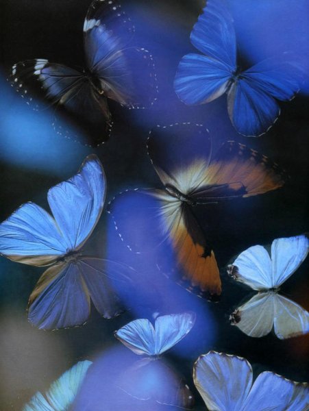 Мотыльки на ночном небе