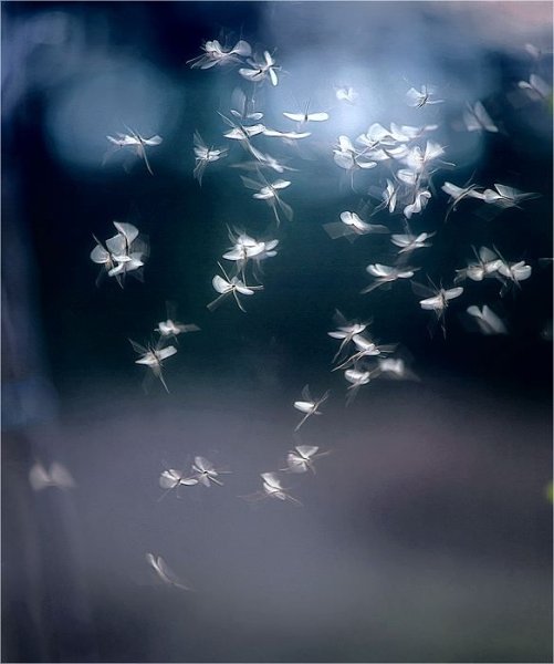 Эстетичные бабочки