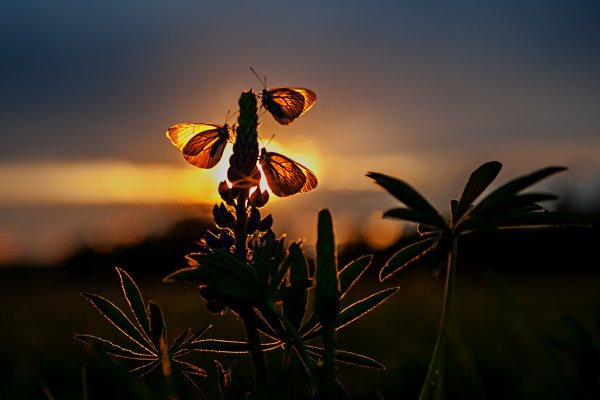 Эстетичный фон с бабочками