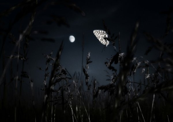 Эстетика чёрных бабочек