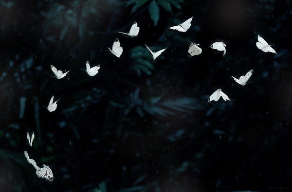 Много бабочек