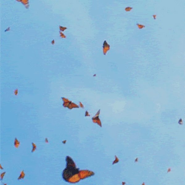 Синяя бабочка