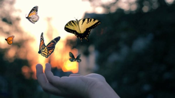 Бабочка в банке