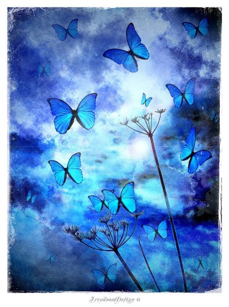 Голубые бабочки Эстетика