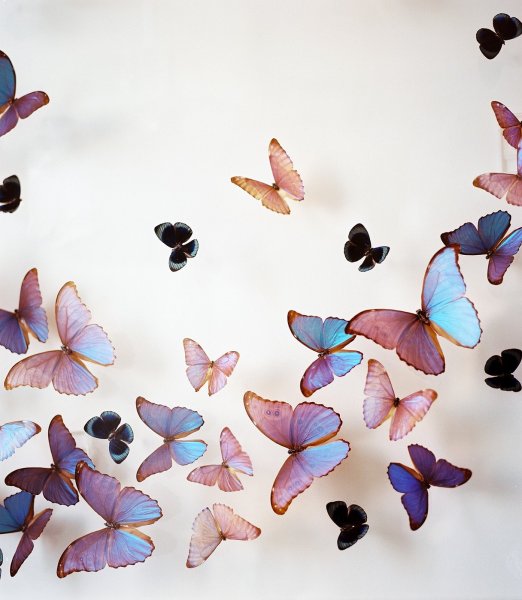 Бабочка Монарх aesthetic