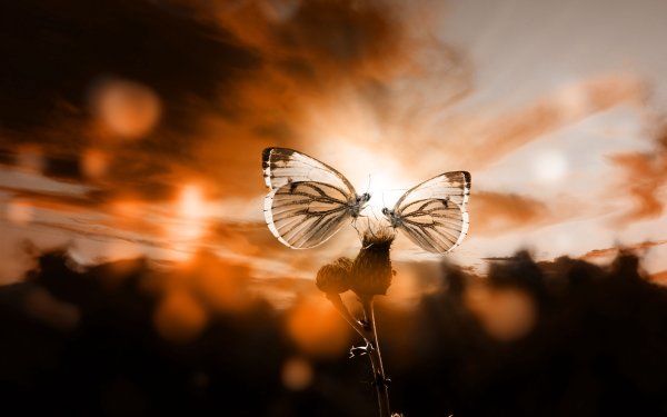 Насекомые в природе