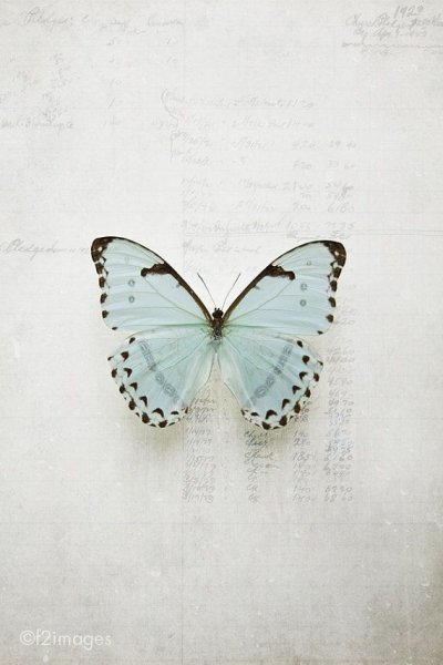 Бабочка улетает