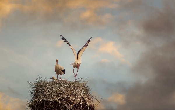 Аист в небе