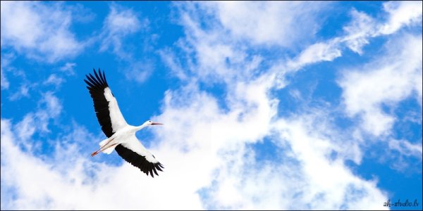 Голубое небо с журавлями