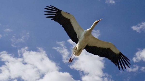 Белый Аист в небе