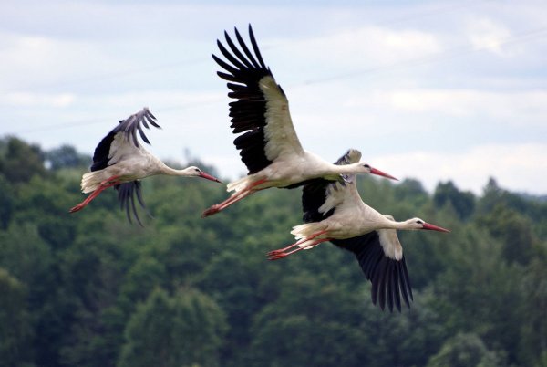 Аист летит