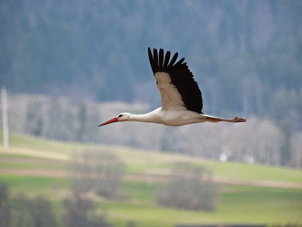 "Аист в поле" Перемский