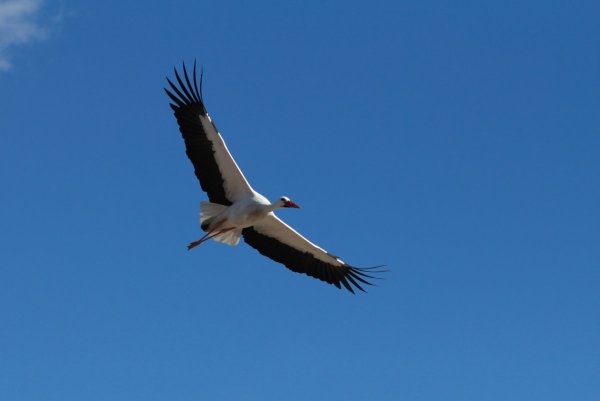 Полет журавлей