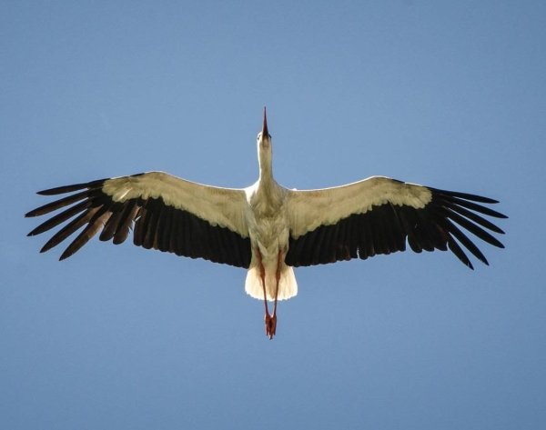 Журавль в небе
