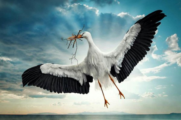 Журавль в небе