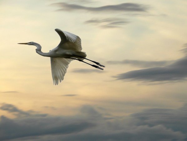 Журавль в полете