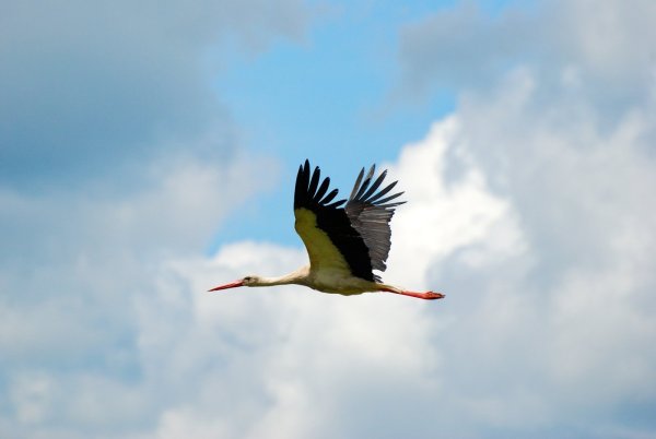 Японский журавль в полете