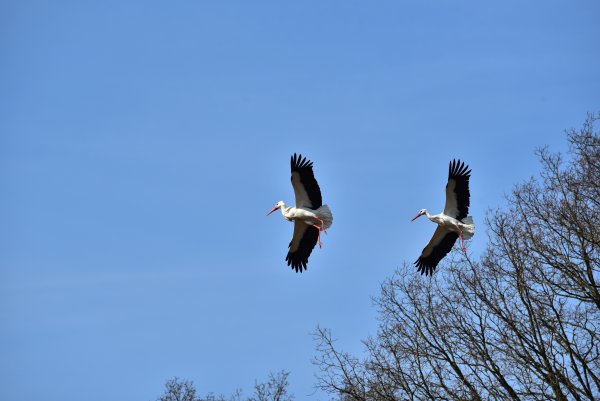 Стая аистов в полете