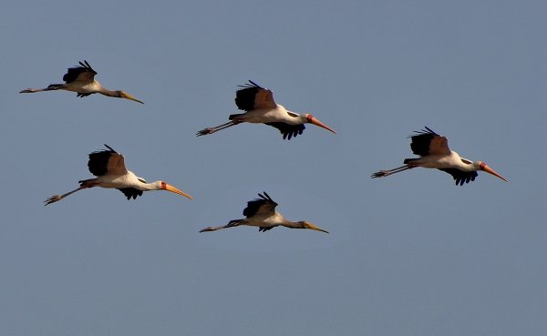 Аист улетает