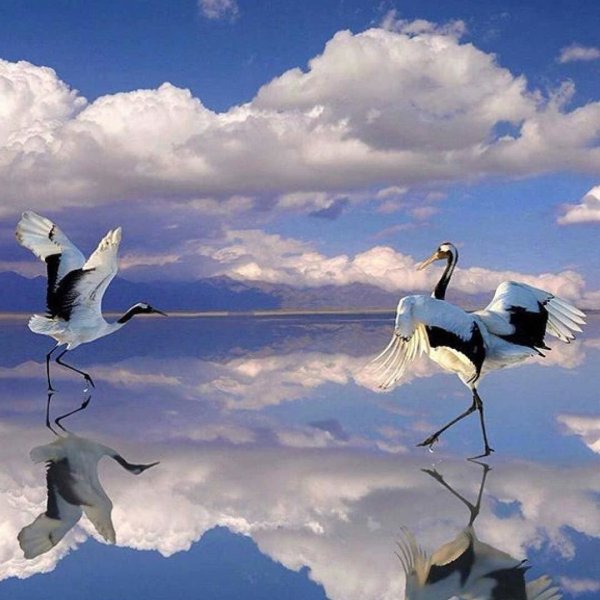 Аист в небе