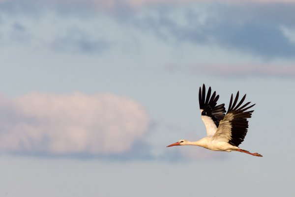 Стая аистов