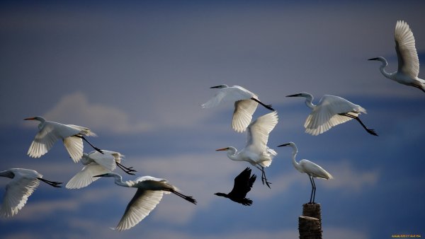 Журавли в голубом небе